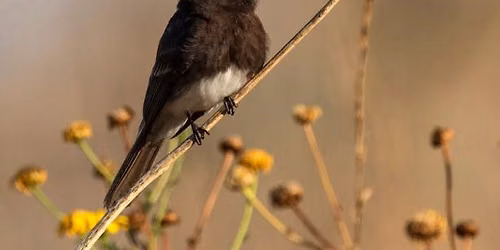 Bird Walk | Wilson Meadow