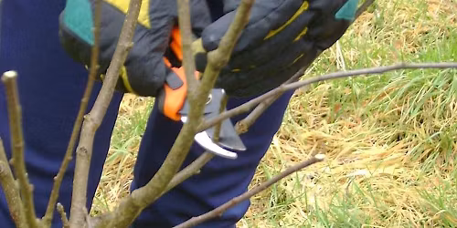 Future Orchard Cork presents Orchard Winter Pruning