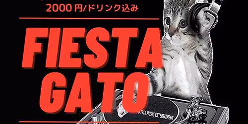 FIESTA GATO