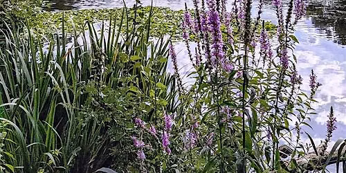 Highams park\/lake bird walk
