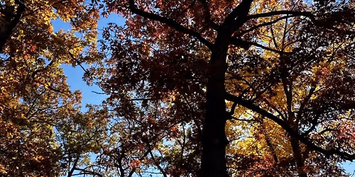 the earth is always holding us; fall forest bathing for troubling times