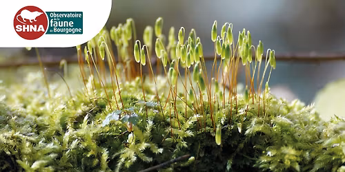 Atelier botanique : Vous prendrez bien une petite mousse ? (Episode 1)