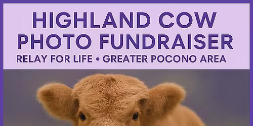 mooove over cancer relay theme highland cows fundraiser