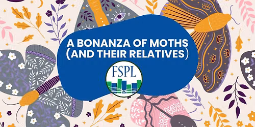 A Bonanza of Moths (and their relatives)