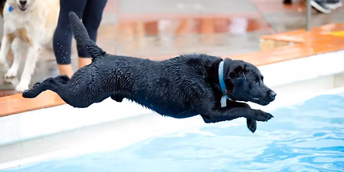 Pooches Pool Party! \ud83d\udc3e
