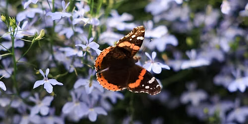 Celebrate Pollinator Power!