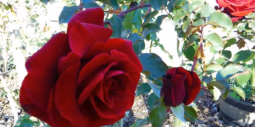 Florida-Friendly Roses