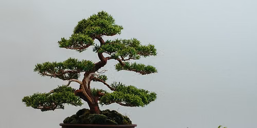 Beginner Bonsai