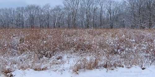 Little Hands Nature Club: Bare Trees 
