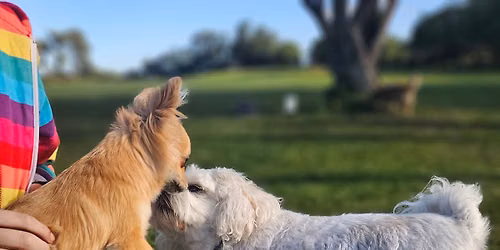 Small Dog Social - First Sunday of the month - EARLY TIME - 2:30pm-3:30pm — Mcewan Park