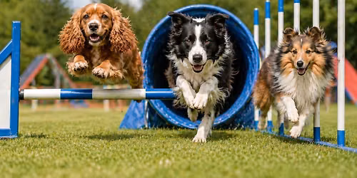 CONCOURS AGILITY 