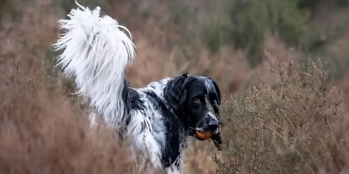 Pet Photography with Sarah James