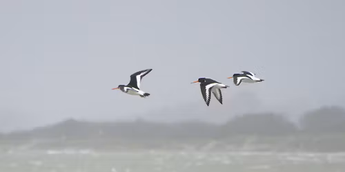 Field Trip to Chidham