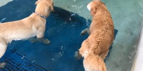 Pool Party at Canine Spa Dog Swimming \ud83d\udc36\ud83c\udf0a\ud83e\udd73