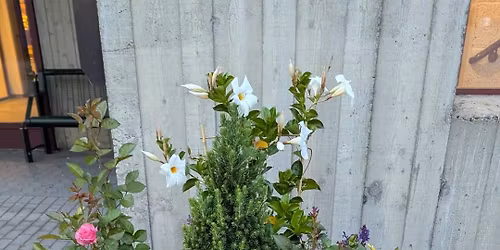 Dugnad for et blomstrende Sundet 2026