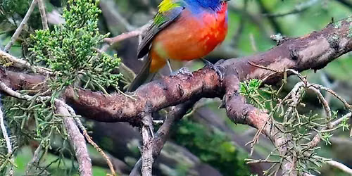 1st Saturday Bird Walk