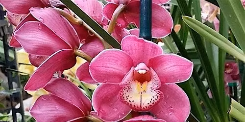 Nature Coast Orchid Society June Meeting