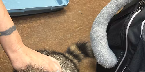 Walk on the Wild Side