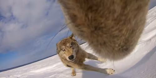 Parking Alaska Anchorage Seawolves at Brown Bears Mens Hockey