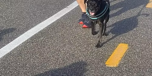 Charleston parkrun #304