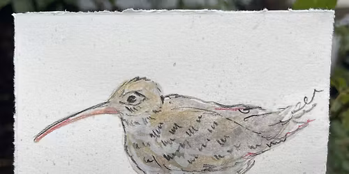 Drawing Scotland\u2019s Birds