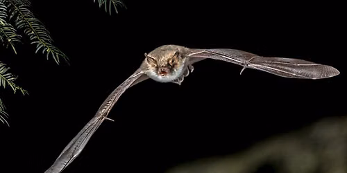 Nocturnal Adventure