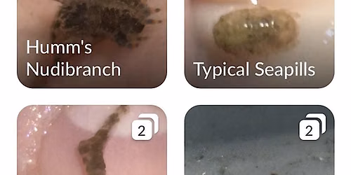 iNaturalist - fun hobby and citizen science