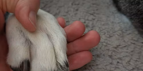 FREE Pet Nail Trims at Head of Falls
