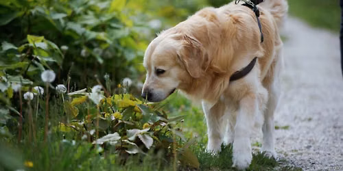 Dirty Diggers: Detective Dogs & Invasive Species