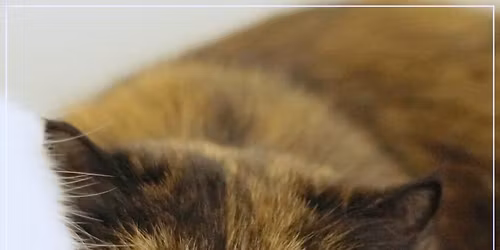 Kissakoti Kattilan myyjäiset