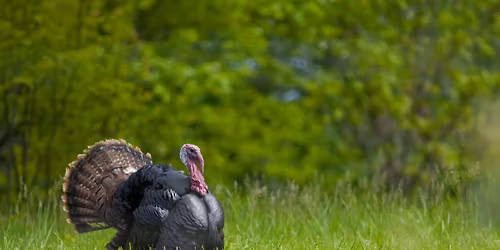 Little Hands Nature Club: Going on a Turkey Hunt