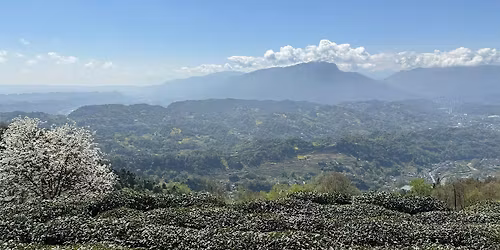 The First Teas of Spring: A Tea Tasting.