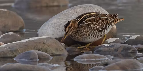 Town Bound Birding: Council Grove State Park