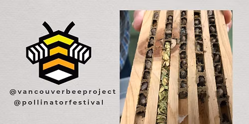 Mason Bee Cocoon Cleaning Event