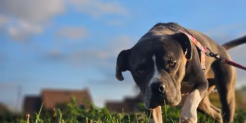 \ud83d\udc3e Formation \u2013 Propri\u00e9taires de chiens de cat\u00e9gorie et dits dangereux \ud83d\udc3e