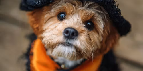 Sea Dog anniversary party!