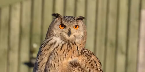 SMJ Falconry day at Wigfield Farm!