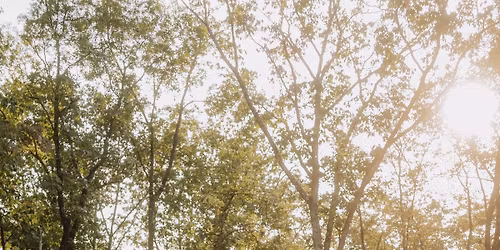 Greenhouse Christmas Minis \ud83c\udf32