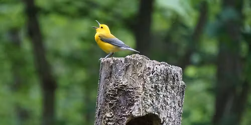 Prothonotary Warbler Paddle Trip