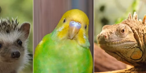 Mobile AL Exotic Pet Expo Dec 6 & 7, 2025