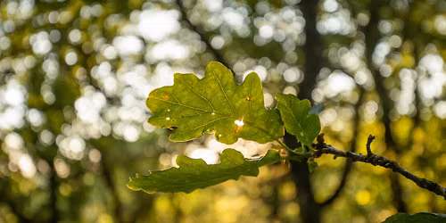 Urban Nature Club at Sydenham Hill Wood: Folk Tales and Forest Legends