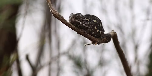 Chameleon Night at Simar Nature Reserve