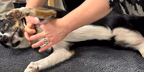 Animal fascial manipulation level 1 canine