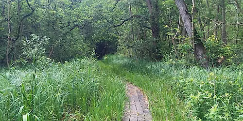 A Summer Stroll at Upton Broad and Marshes - free guided walk
