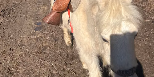 Junior Rodeo Club