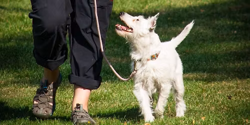 Puppy Class - Woodbridge, Easton IP13