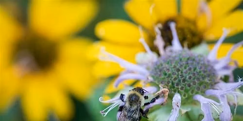 From Yard to Habitat: Transforming Home Landscapes