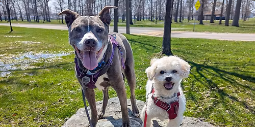Barkour Adventure Walk