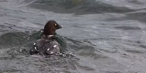 Town Bound Birding: Clark Fork River
