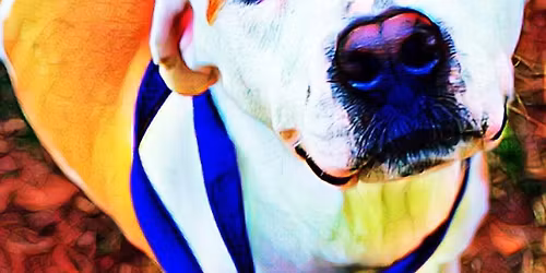 Petco Rogers Adoption Event